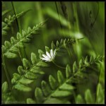 A little star among the&nbsp;ferns