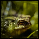 A frog lurking in the&nbsp;grass