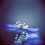 Hepaticas reaching for the&nbsp;sunlight