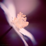 Shimmering Wood Anemone