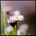 Daisys – sunlovers