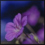 Geranium