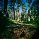 A path to&nbsp;wander