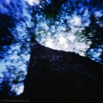 Three pin holes looking up a&nbsp;tree