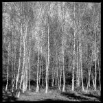 Birch grove
