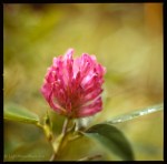 Red clover