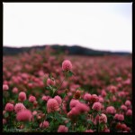 Clover field