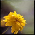 A little bit of sunshine&nbsp;1