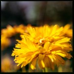 A little bit of sunshine&nbsp;2