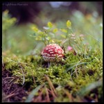 Red Toadstool mushroom