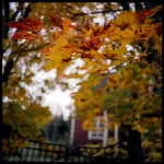 Autumn houses 1