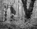 Oak trees in a beech&nbsp;wood