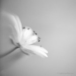 Weekly Travel Themes – SOFT&nbsp;2