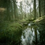 Weekly Photo Challenge – GREEN&nbsp;1