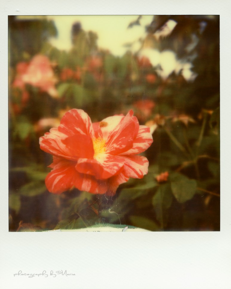 Polaroid SX70 Impossible Project PX70 Color Protection