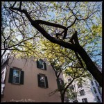 A little bit of New York&nbsp;greenery-1