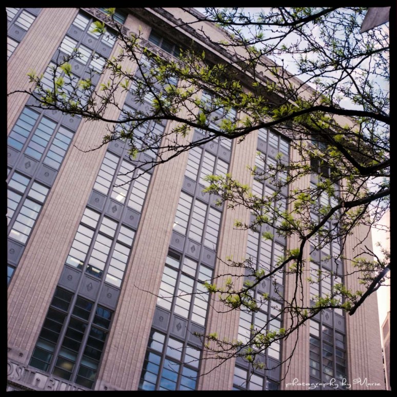 Hasselblad 503 CX Kodak Portra 400