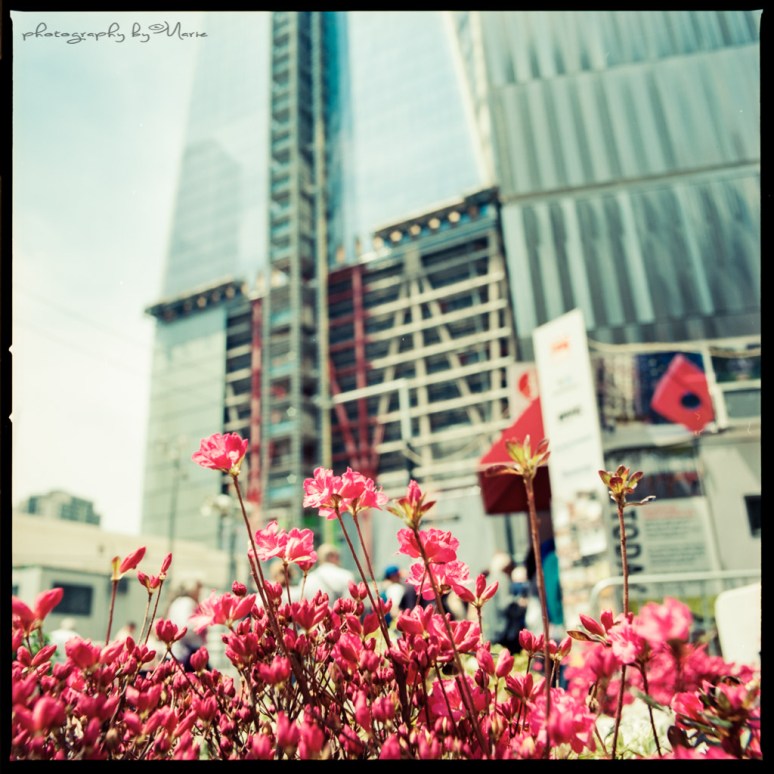 Hasselblad 503 CX Kodak Ektar 100