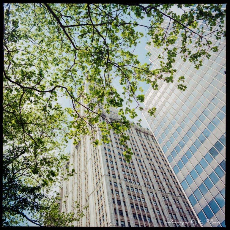 Hasselblad 503CX Kodak Ektar 100