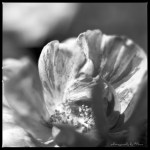 Late summer beauties-4