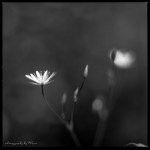 Late summer beauties-6