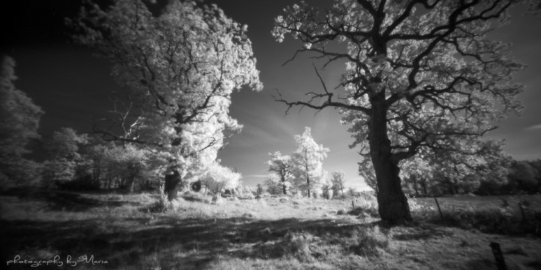 Holga 120 WPC Rollei IR + Wratten 89B Kodak Tmax dev 1:4
