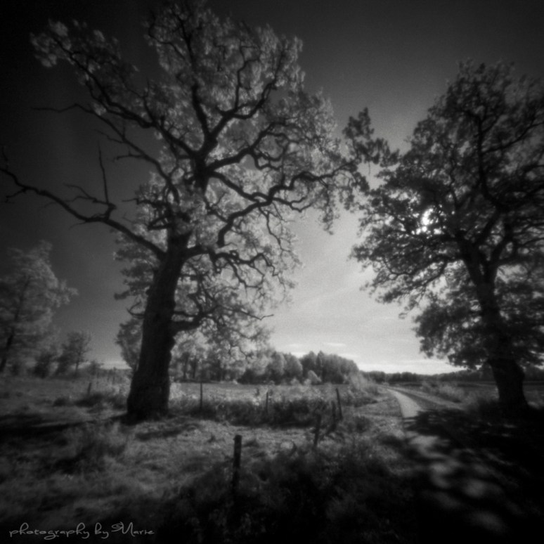 Zero 2000 + Wratten 89B Ilford SFX @ ISO 3 Kodak Tmax dev 1:4