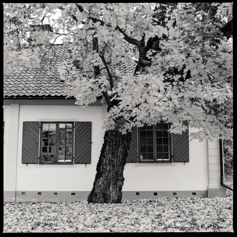 Hasselblad 503CX Ilford FP4+ Developed in FX 39 1:9