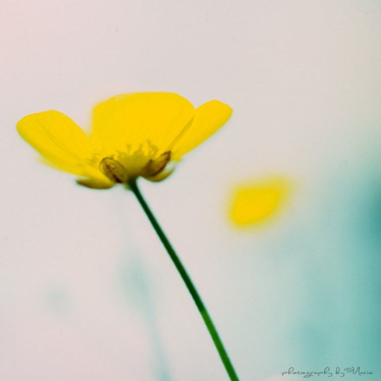 Hasselblad 503CX Fuji Astia RAP 100 Tetenal Colortec E6 developing kit