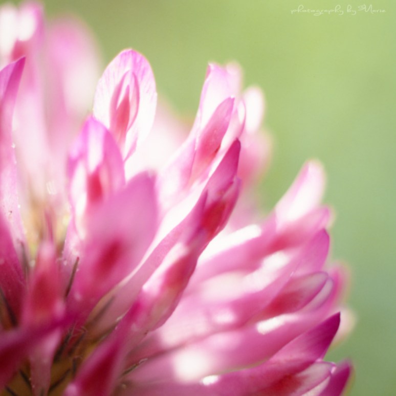 Hasselblad 503CX Fuji Astia RAP 100 Tetenal Colortec E6 developing kit