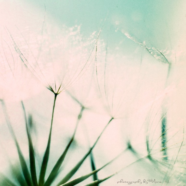 Hasselblad 503CX Fuji Astia RAP 100 Tetenal Colortec E6 developing kit