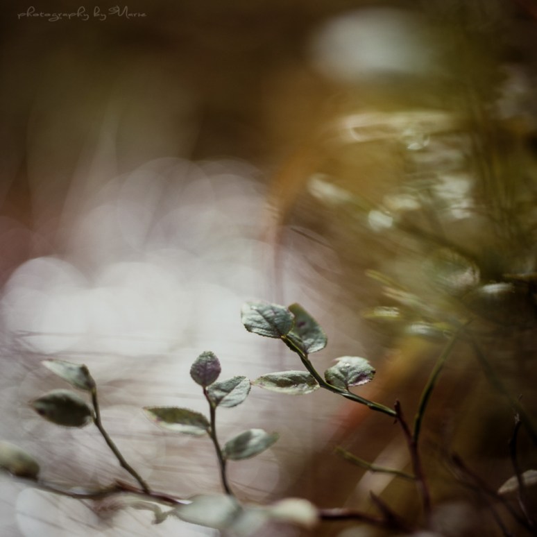 Hasselblad 503CX Fuji Astia 100 RAP Home developed in Tetenal E6 Colortec