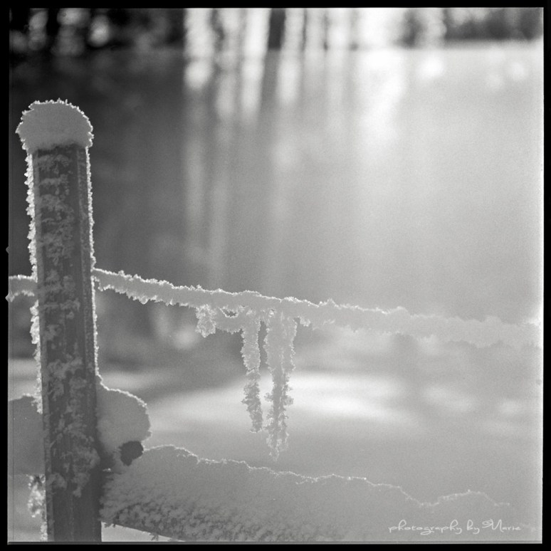 Hasselblad 503cx Ilford HP5+ Kodak Tmax dev 1:4