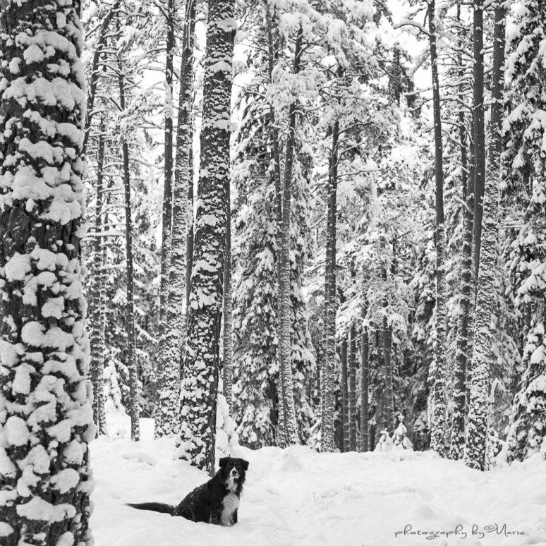 Hasselblad 503CX Kodak Tri-X 400 Kodak Tmax dev 1:4