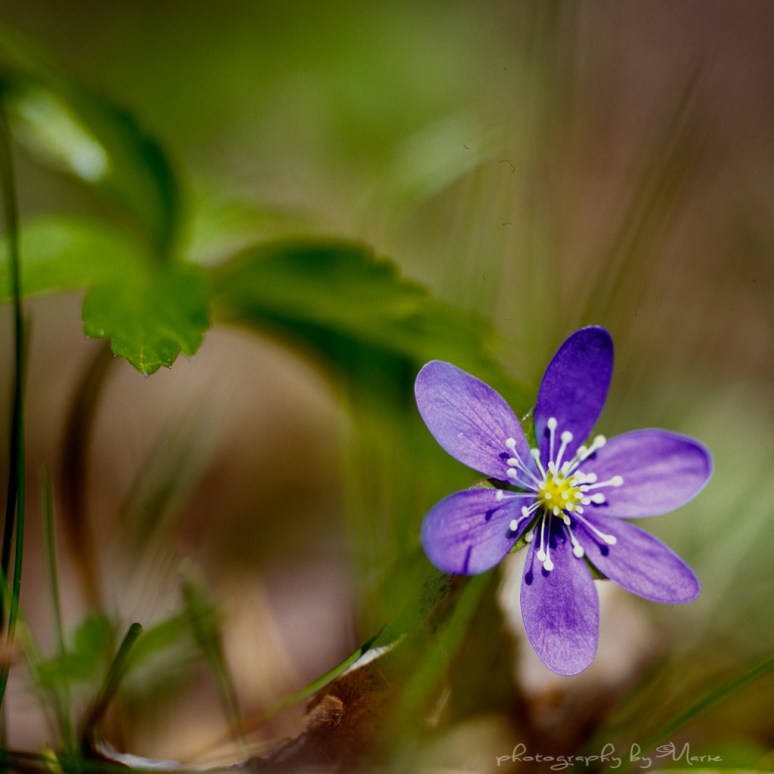 Hasselblad 503CX Kodak Ektachrome 100 VS E6 process developed