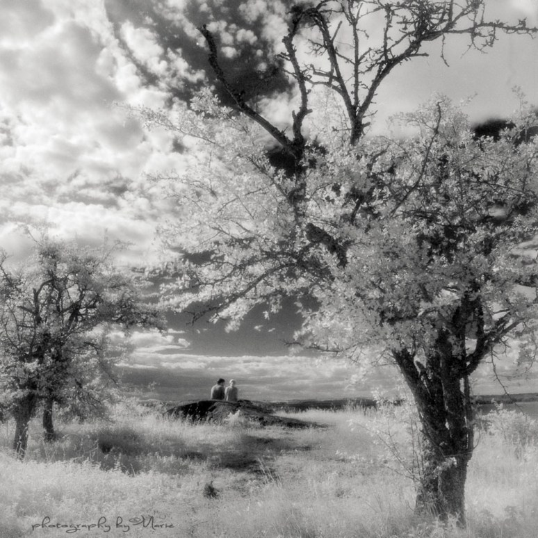 Hasselblad 503CX + Distagon 4/50 Efke IR + IR 720 filter Developed in Ilfotec DD-X 1:4