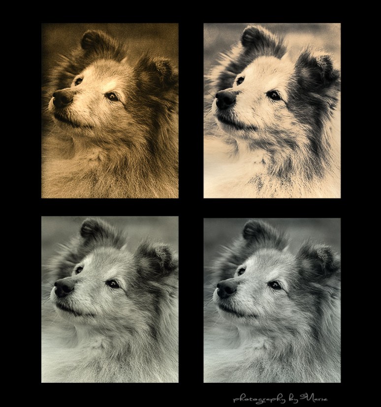 LILLAN 1st bath Lith on Fomatone warmtone MGFB 131  // 2nd bath Lith on Ilford Cooltone MGFB // Ilford MGFB Warmtone // Ilford Cooltone MGFB