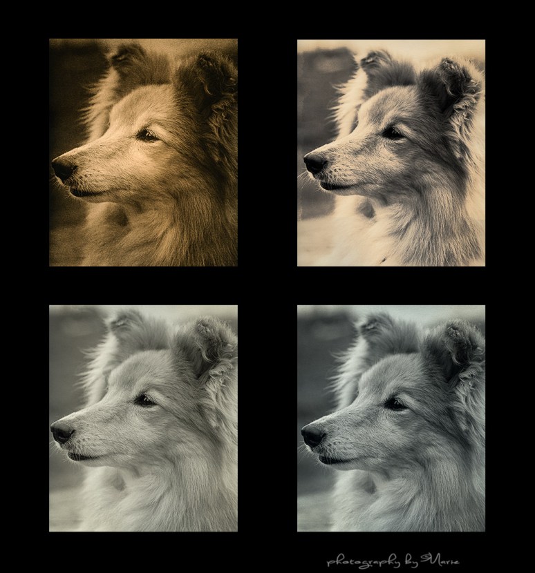 GABBIE 1st bath Lith on Fomatone warmtone MGFB 131  // 2nd bath Lith on Ilford Cooltone MGFB // Ilford MGFB Warmtone // Ilford Cooltone MGFB