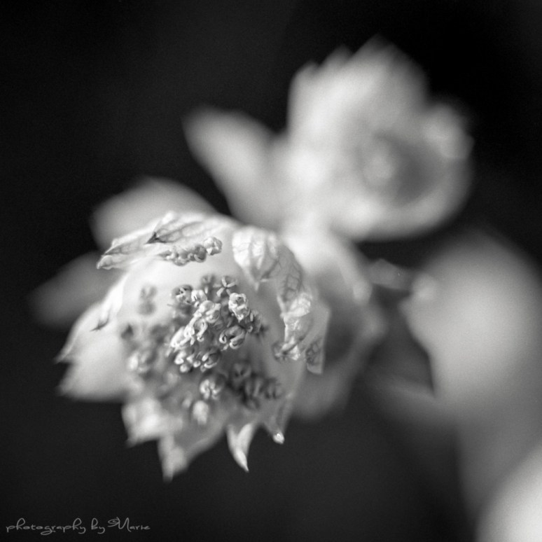 Hasselblad 503CX Ilford HP5+ Kodak Tmax dev 1:4