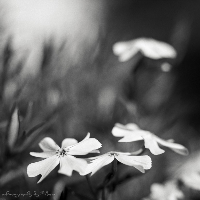 Hasselblad 503CX Kodak Tri-X Kodak Tmax dev 1:4