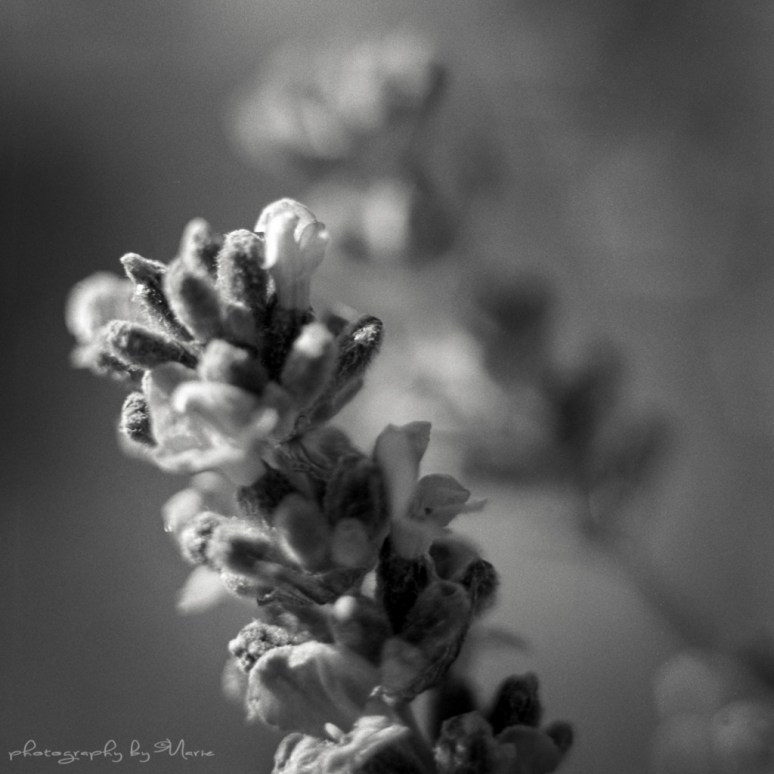 Hasselblad 503CX Ilford HP5+ Kodak Tmax dev 1:4