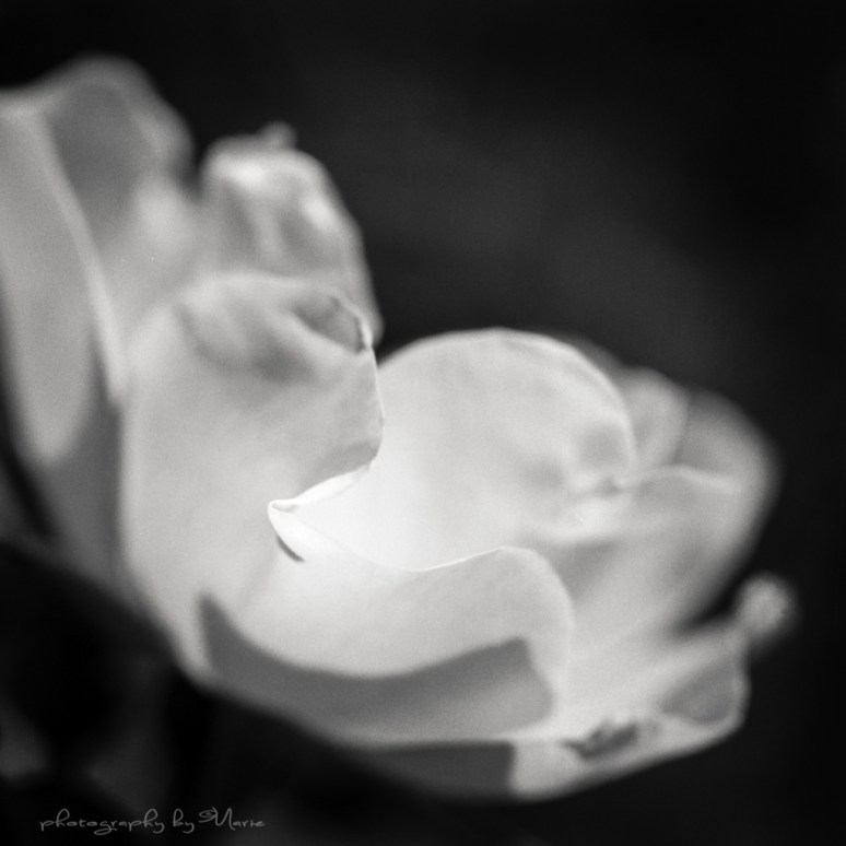 Hasselblad 503CX Kodak Tri-X Kodak Tmax dev 1:4