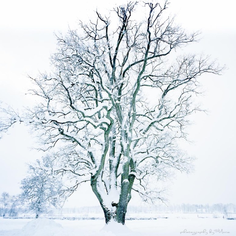 Hasselblad SWC Kodak Portra 400 Home developed in Tetenal C41