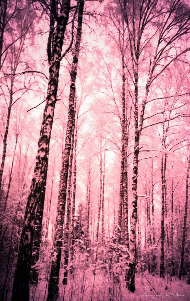 LC-A+ Lomography Tungsten 64 ISO Developed at home in Tetenal C41