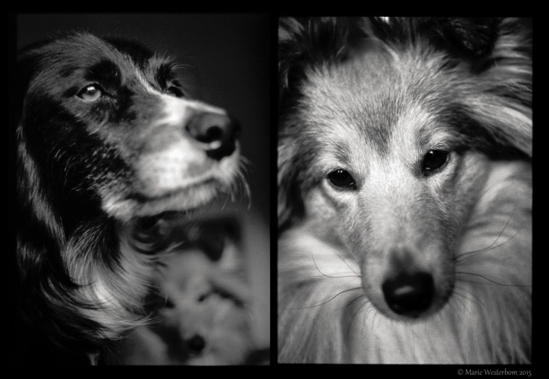 Olympus PenF + Zuiko 38/1.8 Kodak Tmax 100 Kodak HC-110 B