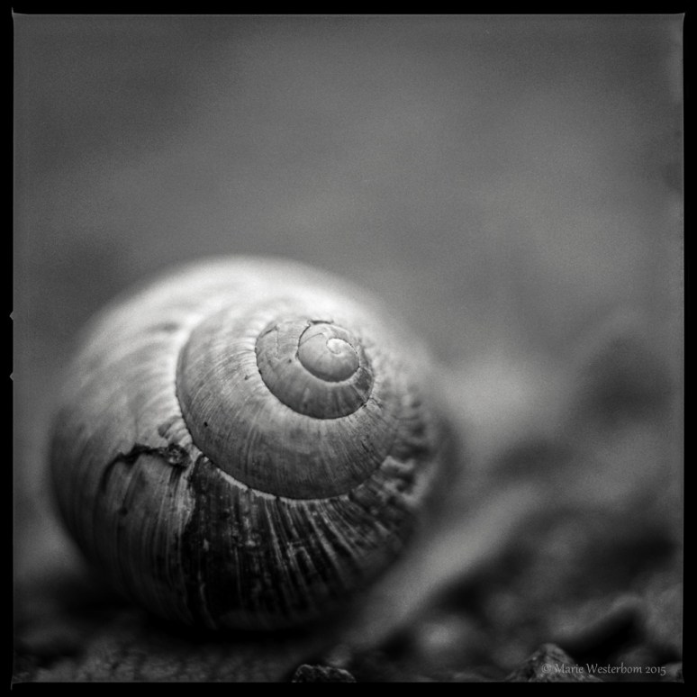 Hasselblad 503cx  Makro-Planar 120mm + ext tubes Ilford HP5+ dev in Ilford DD-X 1:4