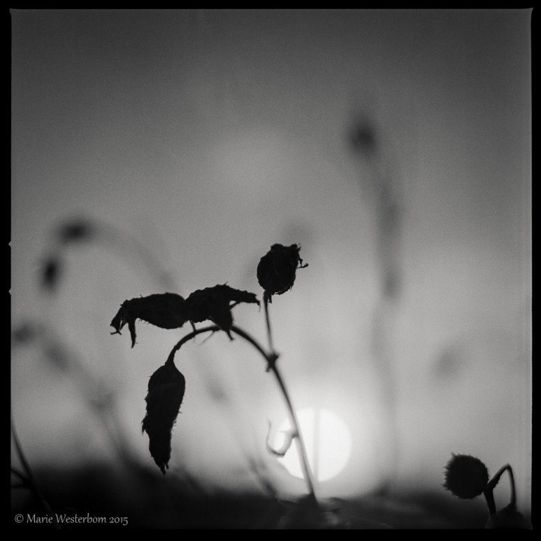 Hasselblad 503cx Kodak TX Tri-X 400 Kodak HC-110 B