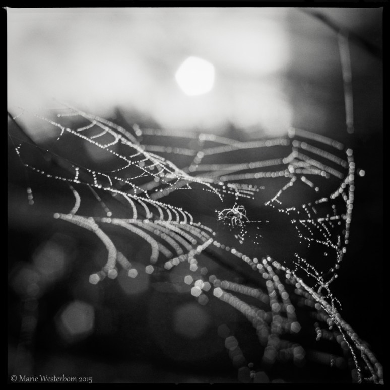 Hasselblad 503cx Ilford FP4+ Ilfotec DD-X 1:4