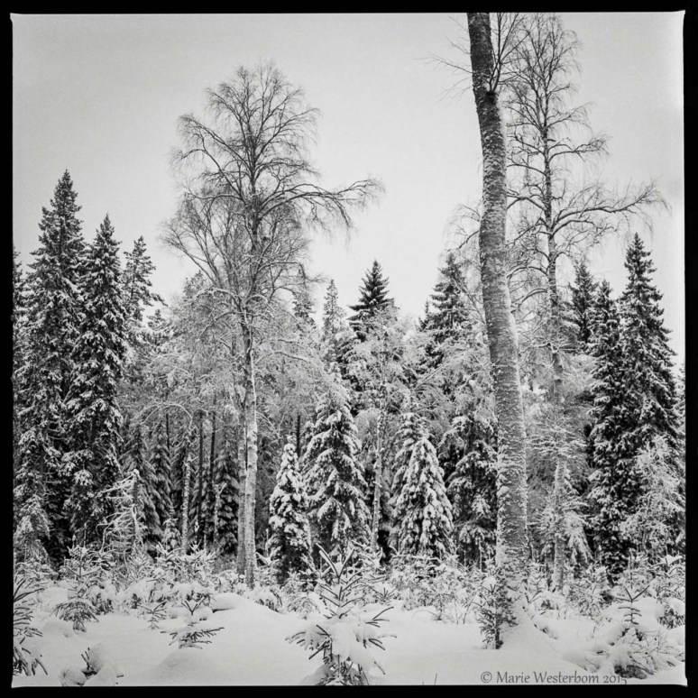 Hasselblad 500cm Ilford HP5+ Kodak HC-110 1+49