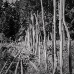 our-traditional-old-swedish-fence-3